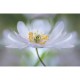 MARBURG | Nemorosa Nirvana